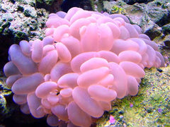 Pink Bubble Coral