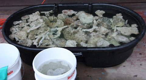 Live Rock Curing in A Tub