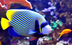 Emperor Angelfish