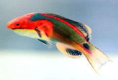 Exquisite Fairy Wrasse 2