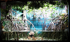 Mangrove Aquarium