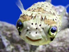 Happy Puffer Fish