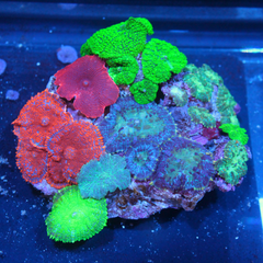 Mushroom Corals