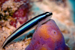 Neon Goby