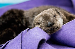 Otter Pup