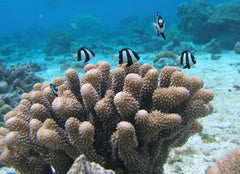 pocillopora