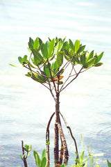 Red Mangroves in the Wild