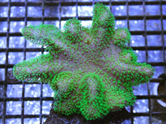 Green Sarcophyton Coral