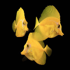 yellow tangs