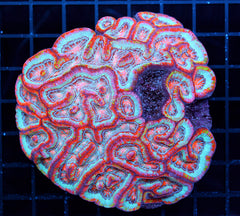 Closed Brain Coral