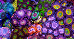 Zoanthid Corals