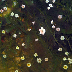 Asterina Starfish