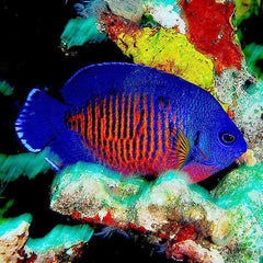 Coral Beauty Angelfish