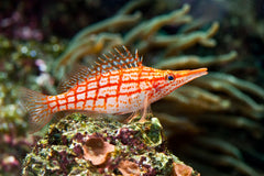 Hawkfish