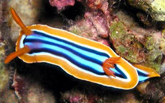 Sea Slug 1