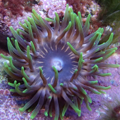 Majano Anemone