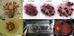 Microscope corals