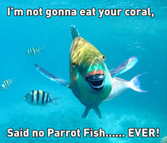 Parrot Fish