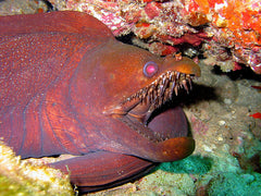 Viper Moray Eel 1