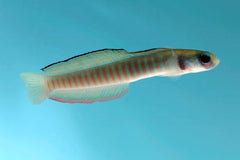 zerba goby 3