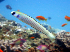 zebra goby 4