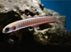 zebra dartfish 2