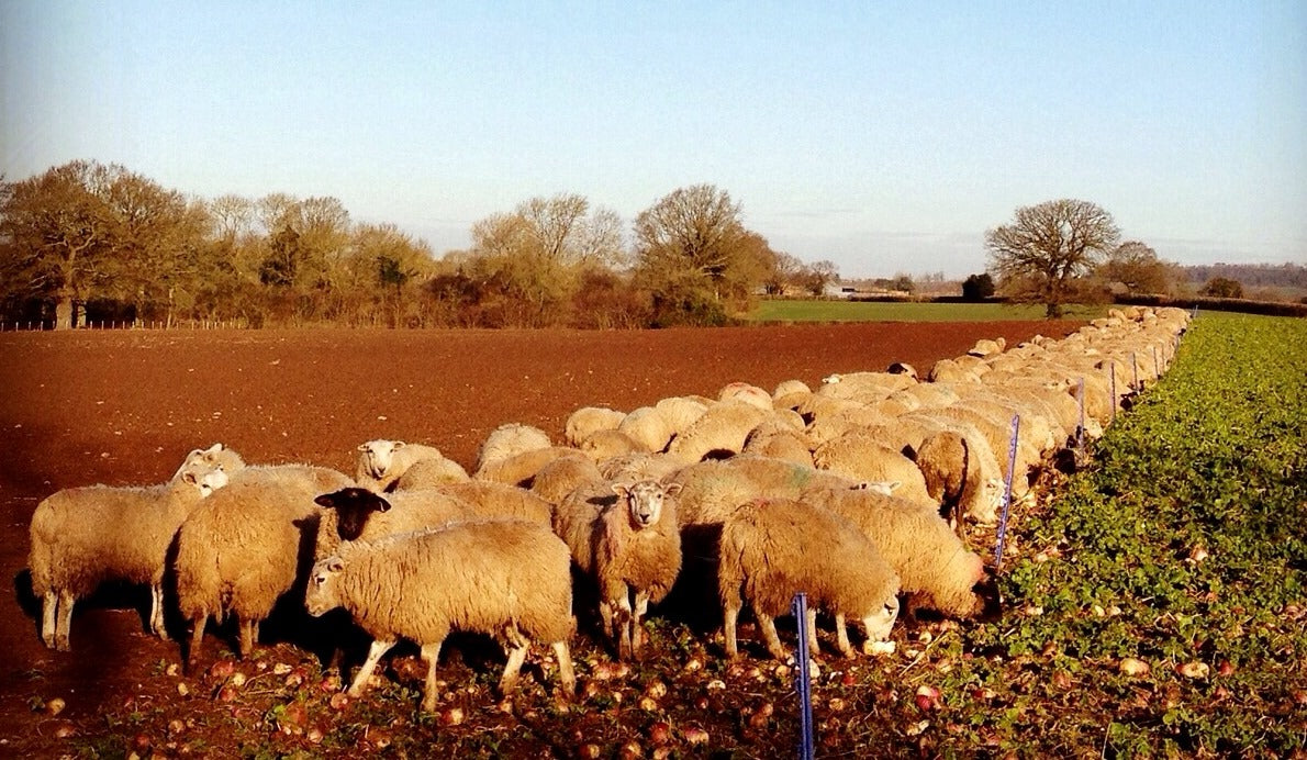 Lambs grazing on Stubble Turnips in Jan 2015