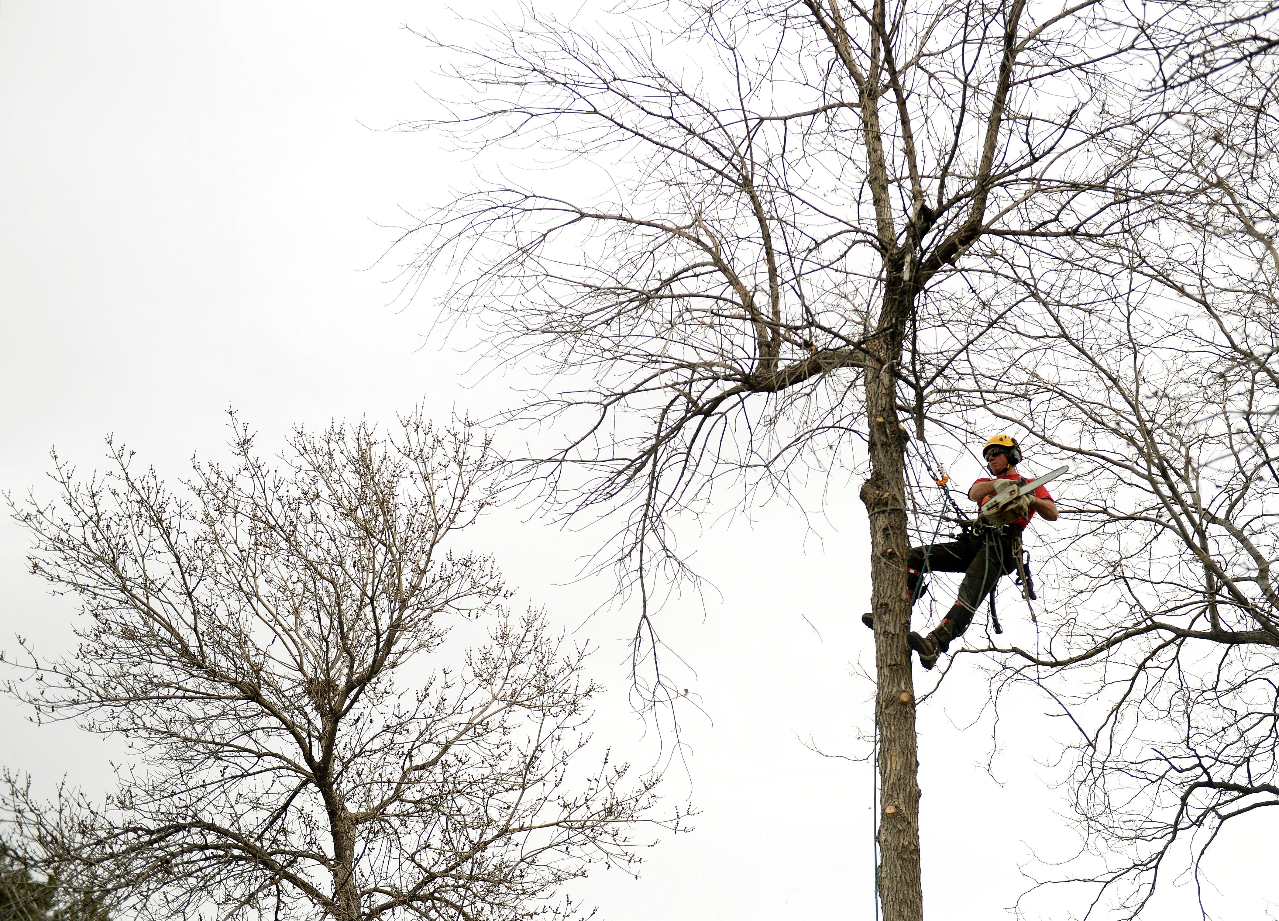 Benjamin Falk Climbing an Ash Tree