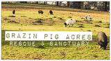 Grazin Pig Acres Rescue & Sanctuary