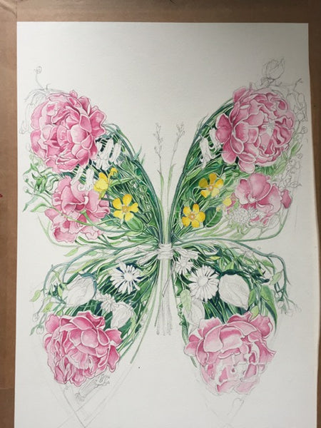 Butterfly watercolour Daniel MAckie
