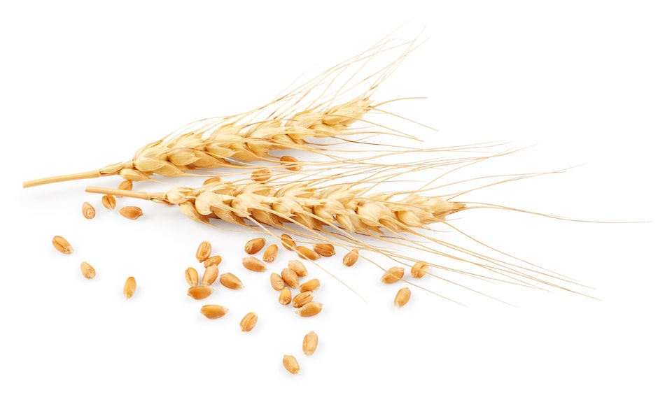 Wheat Image