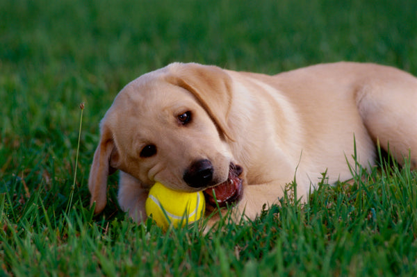 How to Get Your Puppy to Stop Chewing and Biting