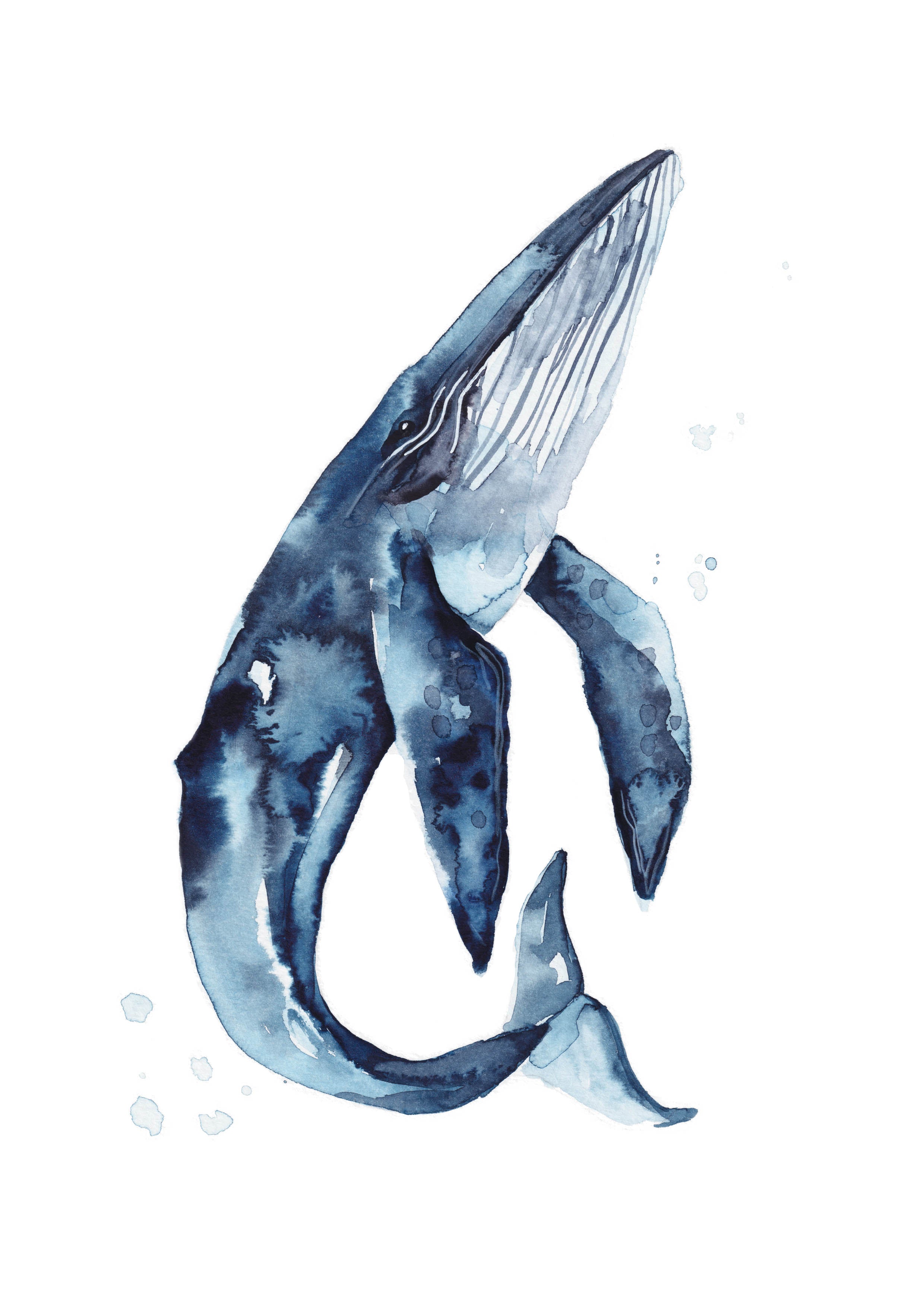 blue whale tumblr