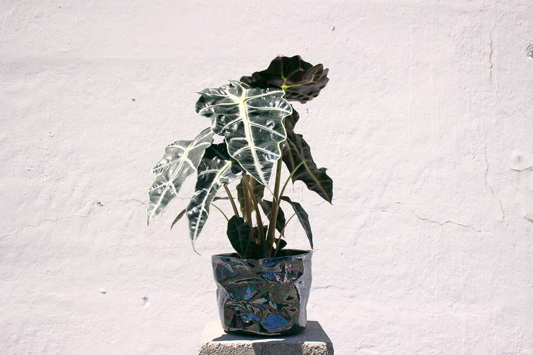Black Oil Wrinkle Pot Planter