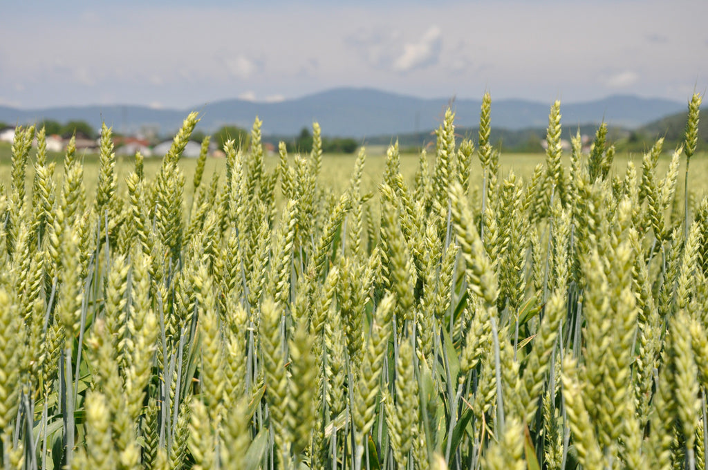 pšenica na kmetiji Klepec