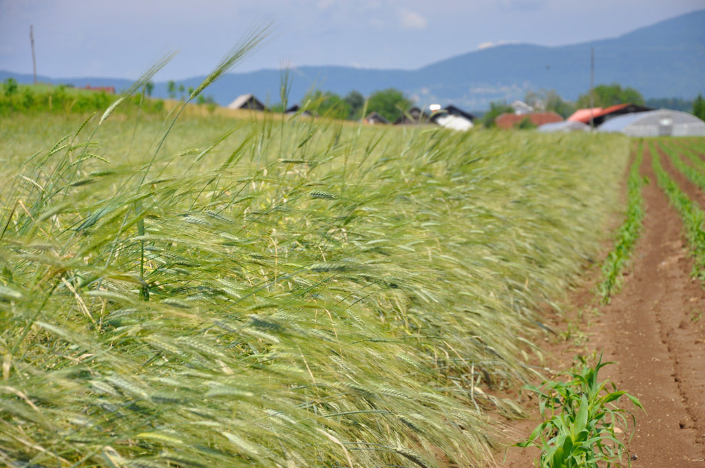 polje kamuta - pšenice Khorasan na kmetiji Klepec