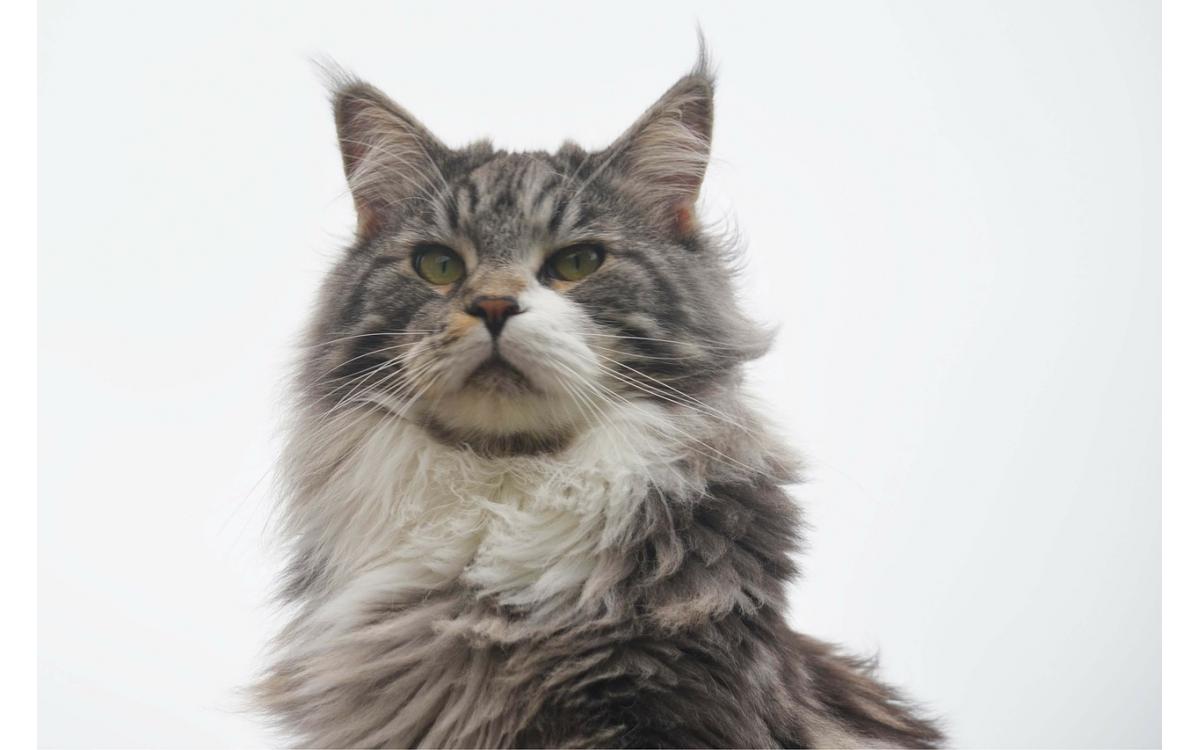 Buskruit Verlichten Startpunt HOW EXPENSIVE IS A MAINE COON CAT? – Cat Evolution NZ