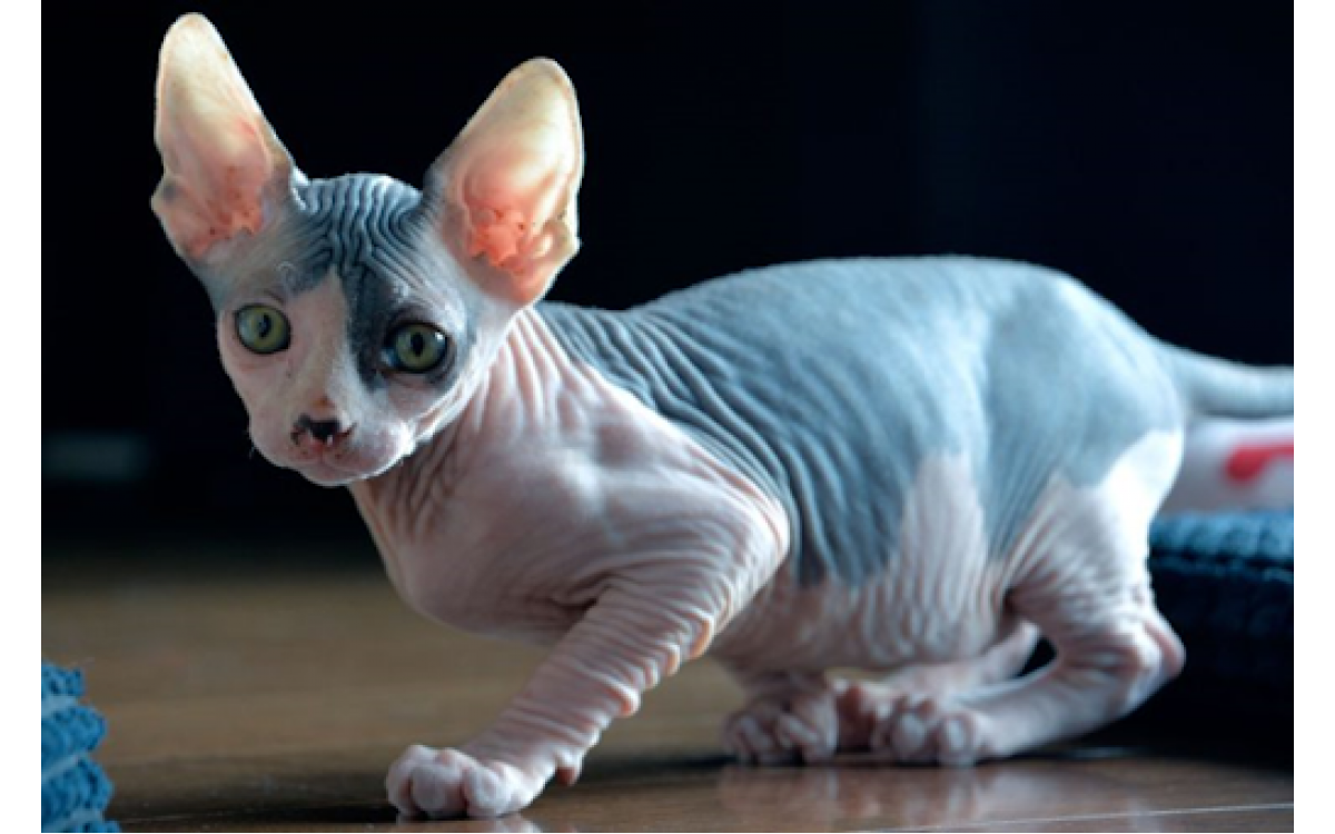 8 FACTS ABOUT SPHYNX CATS Cat Evolution NZ