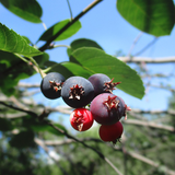 Saskatoon Berries