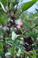 Flowers growing