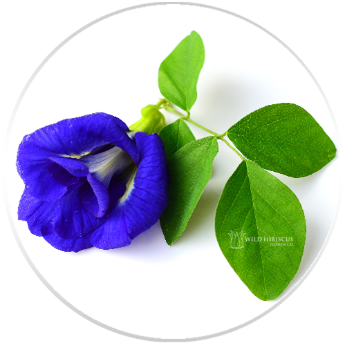 b'lure Flower Extract | Butterfly Pea Flower | All Natural Flavor