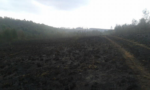 burnt fields
