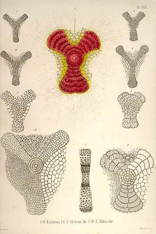 Euchitonia, E. Virchowii, & E. Midleri