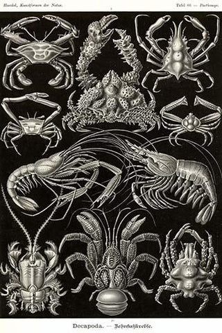 Crustaceans