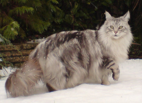 Maine Coon Cat silver tabby by Barry Wom