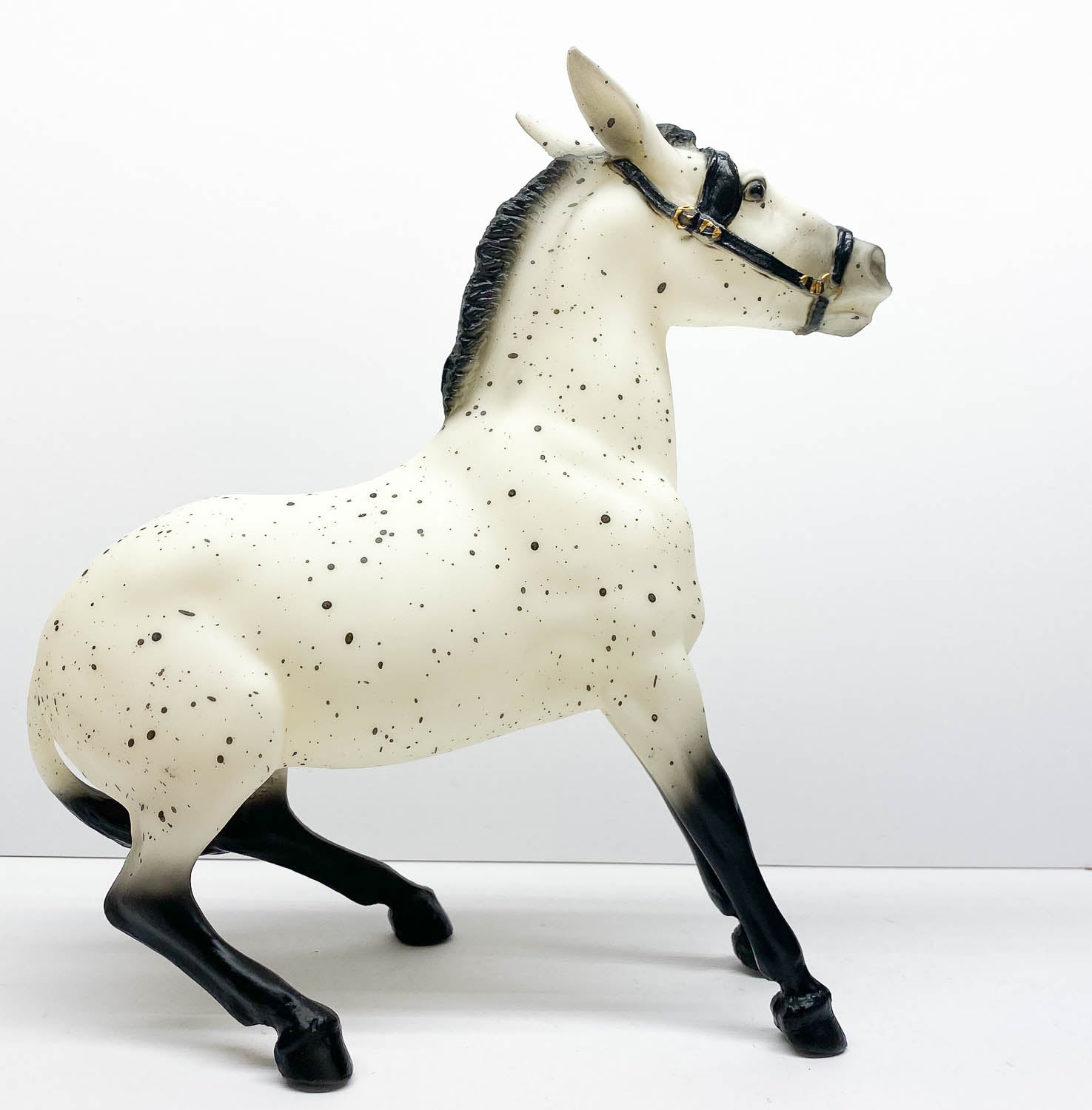 appaloosa mule