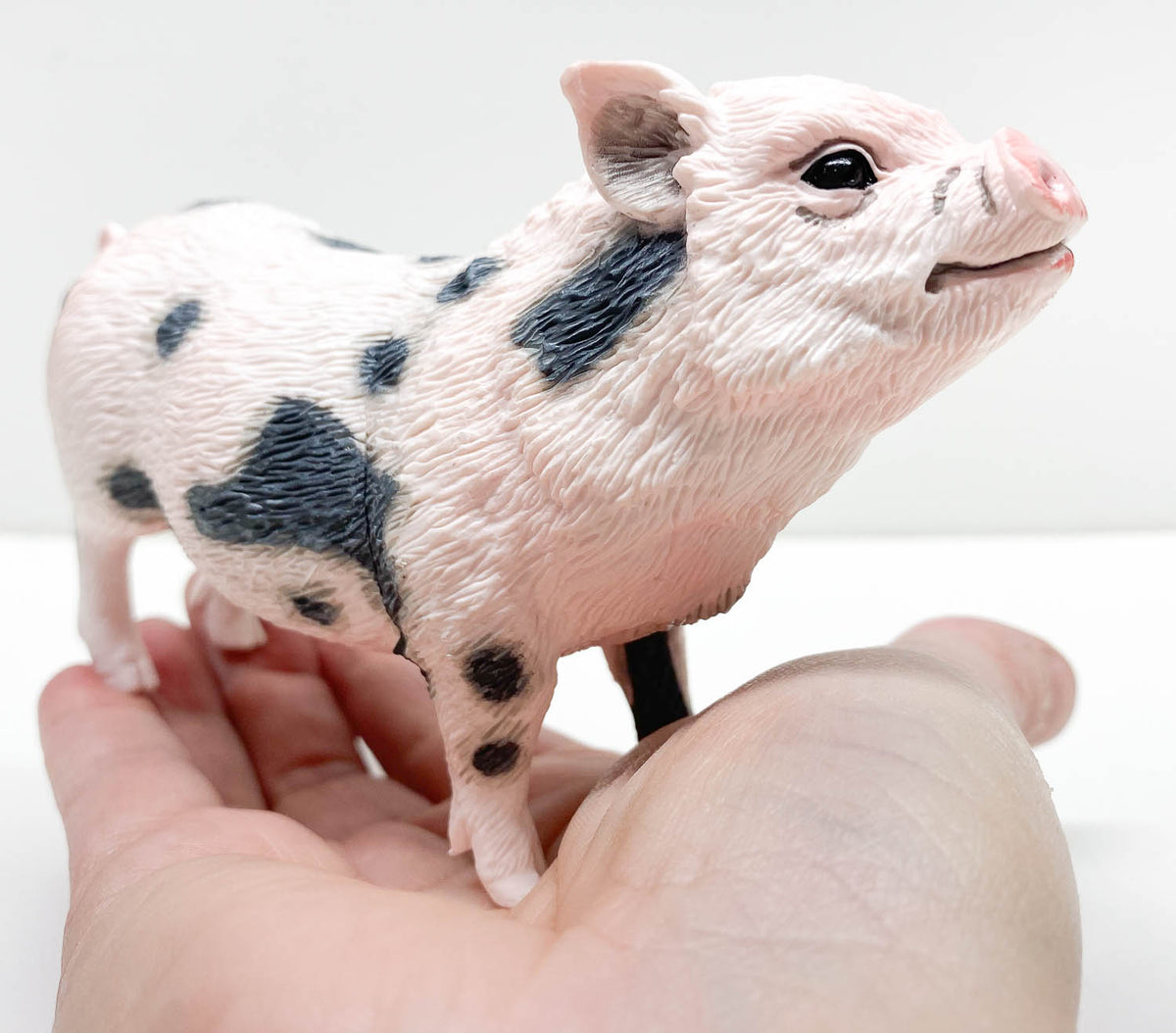 black pot belly pig