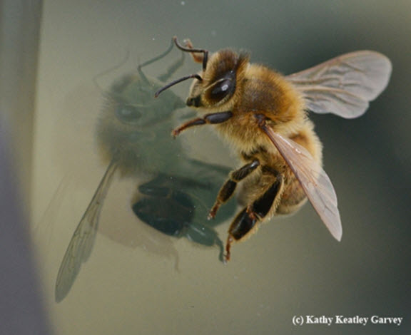 A honey bee casting a shadow on a windshield. Photo by Kathy Keatley Garvey