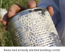 Bill's Bees started building comb