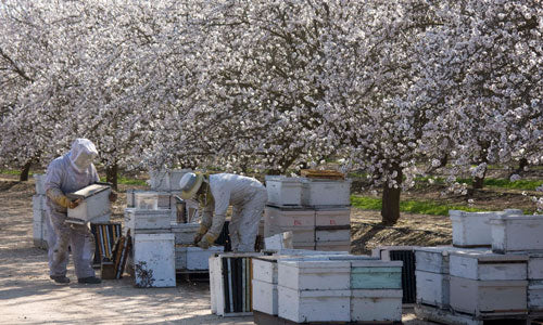 Bill's Bees go to almond pollination.